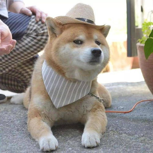  有没有一些柴犬或二哈超可爱的壁纸或头像