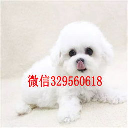  哈尔滨哪里能买到泰迪犬红色泰迪多少钱茶杯体泰迪犬泰迪犬狗场
