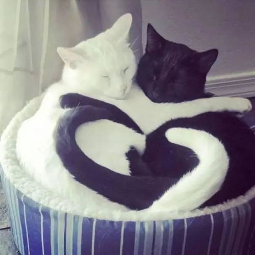  当黑猫遇到白猫,萌的不像话