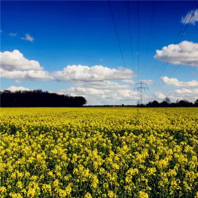 头像彩色系油菜花