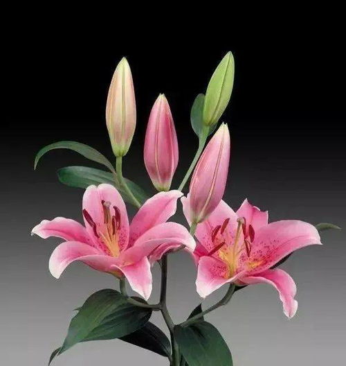  教你画一朵百合花,彩铅花卉画详细教程图解