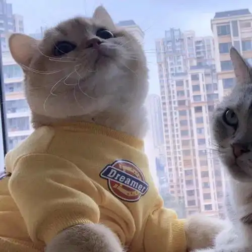  换上情侣头像,你就是我的人了