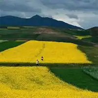  微信油菜花头像高清油菜花花朵图片大全