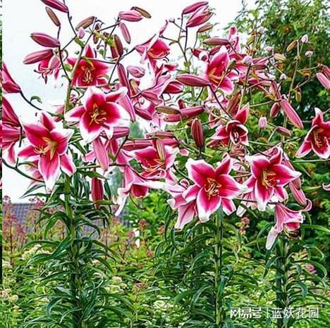 百合花种球种植,注意这一点,不烂球年年开花