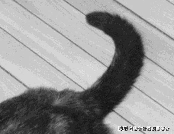  有一种生物叫做猫,还有一种生物叫做猫的尾巴