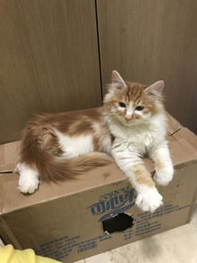  这是缅因猫吗还是什么猫