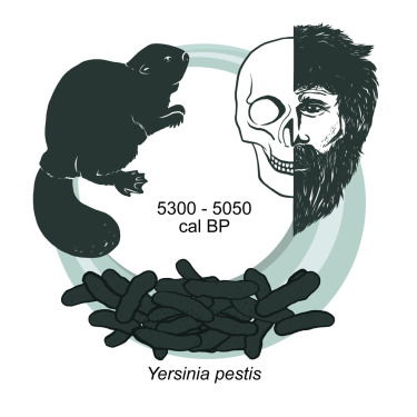  5000年前男子体内发现最早鼠疫细菌,导致中世纪灾难性黑死病