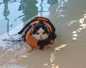  总有刁民想害朕,让猫游泳减肥