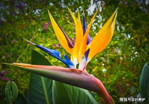 鹤望兰图片头像植物界