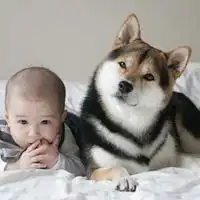 企鹅头像动漫可爱呆萌