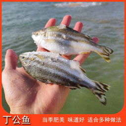  儋州一片海年货套餐年年有鱼丁公鱼泥猛鱼二点鱼金丝鱼黄翅鱼
