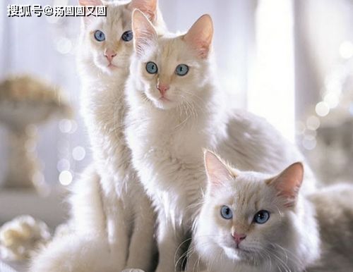  猫咪会不会营养过剩,猫咪补营养太多过剩吗