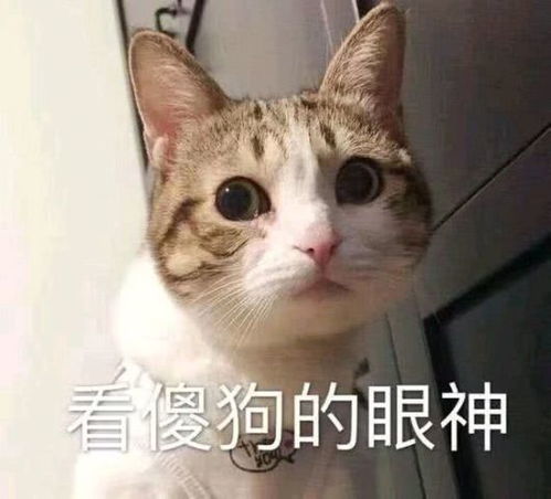  听说最近流行丧味儿情头,大号密码给我,小号我早换了