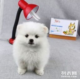  成都哪里有卖博美犬成都哪里买得到纯种博美犬多少钱图片