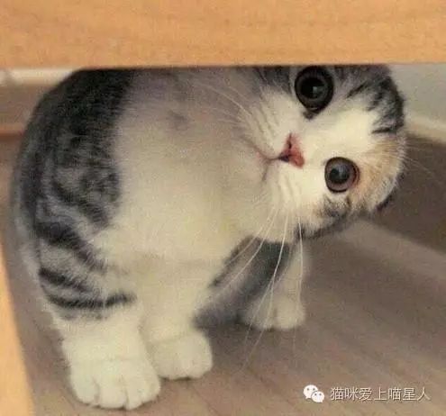 头像里有猫咪