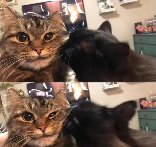  动物朋友圈背景