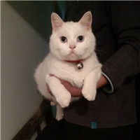  大爱的暖男头像抱猫狗帅哥头像