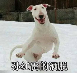  喵界李荣浩狗界孙红雷跟动物撞脸的明星还真不少