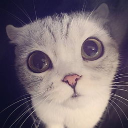 孤独黑暗的猫头像十二