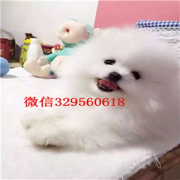  云阳出售纯种小体博美英系博美博美犬图片茶杯博美能长多大