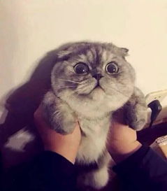  黑脚猫关注的设计师zcool