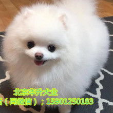  北京华升犬业