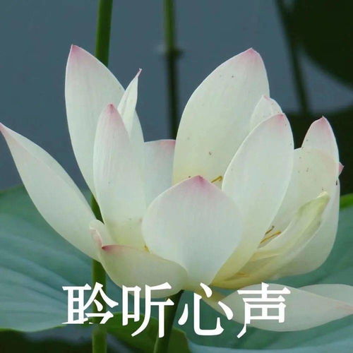  今日头像