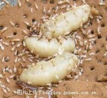  黄页88高清图片