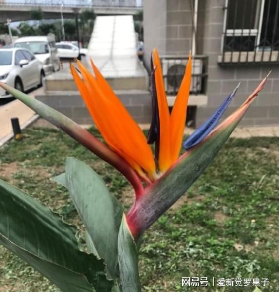  鹤望兰养了十年不开花,因为你被骗了,学会分辨当年就开花