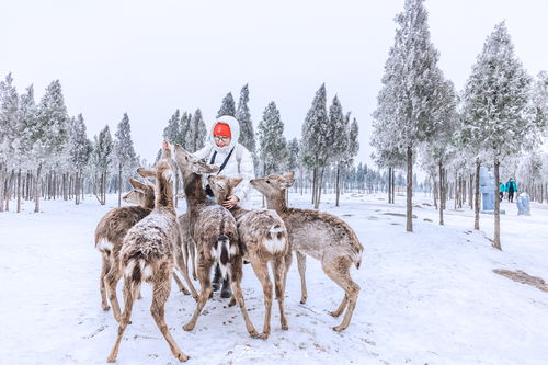  郑州周边自驾游,山上的城堡滑雪场开放了跨年元旦带娃好去处
