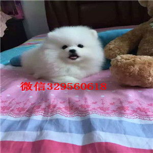  内江茶杯狗博美俊介犬出售纯种博美犬博美图片哪里能买到博美