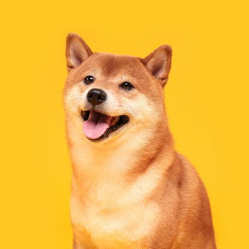 点击来源直接获取大图文件黄色背景上快乐的柴犬红发日本犬微笑的肖像摄影搞笑狗狗高清大图