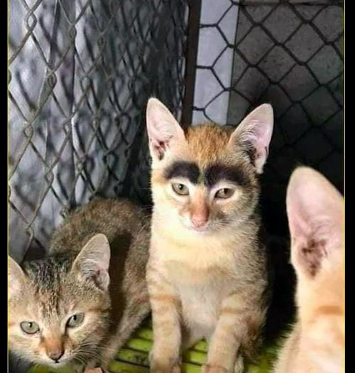  小猫咪眼睛上的毛发是黑色的,看起来像是眉毛,猫界的蜡笔小新