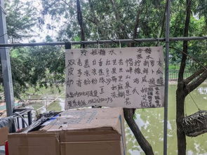  嘘差点被广州人遗忘的世外绝美小岛,坐船才能到