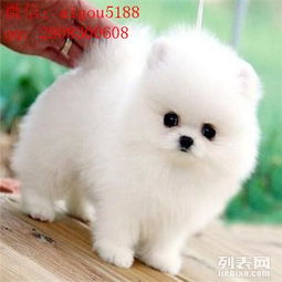  安徽省合肥市博美犬我在此只想说我的狗保证的就是纯种健康