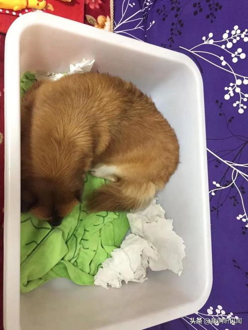  狗狗也会发信息,你知道么