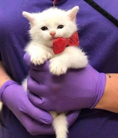  耳聋多趾的小奶猫被遗弃,大金毛不仅领养,还把它宠上了天