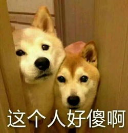 武林外传头像沙雕姐妹狗