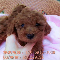  兰州哪里有贵宾犬出售纯种贵宾犬价格小体贵宾哪里有卖