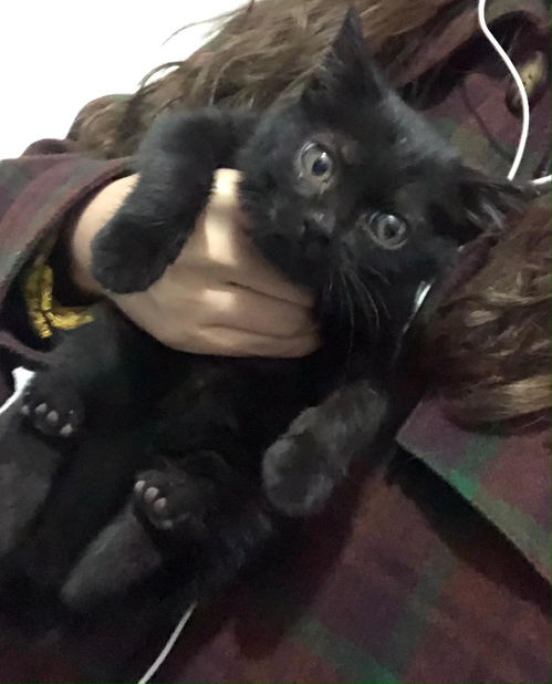孤独黑暗的猫头像小野猫