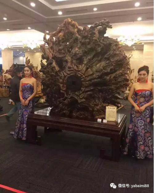  这样的美女都玩崖柏了,我看崖柏是真的火了