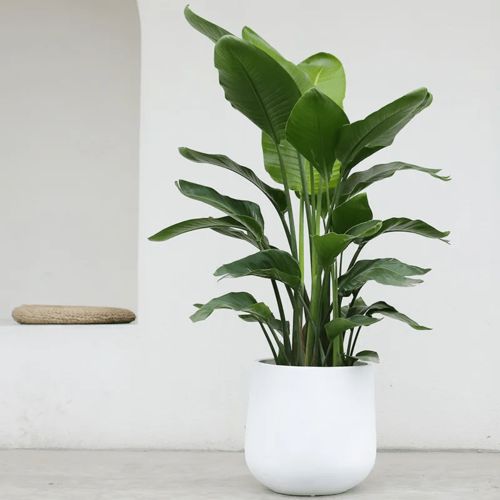  2021年最流行的客厅花卉植物,看看哪种最适合你家