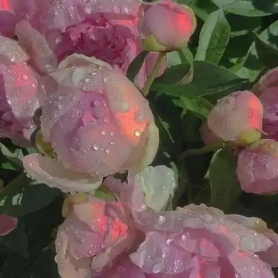 微信头像静物唯美咖啡