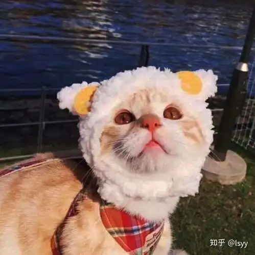 猫咪治愈系头像拟人笑容