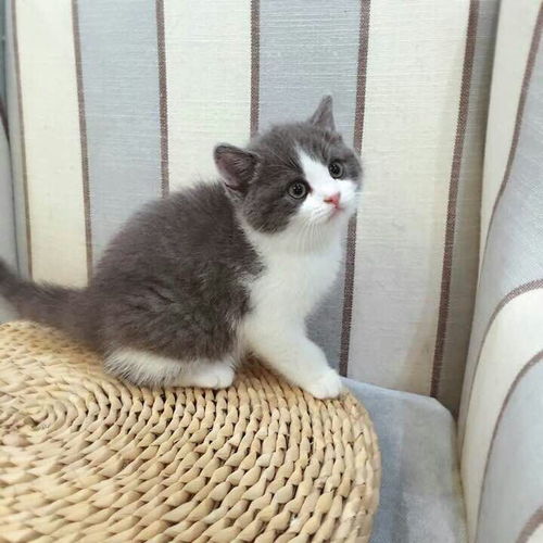  蓝猫加白和乳色两只小公猫出售下图是妈妈爸爸