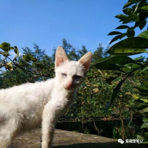  女孩捡到一只瘦骨嶙峋的流浪白猫,却在洗完澡后给她带来个大惊喜