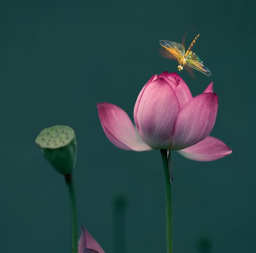  夜读丨祝你荷荷美美,好运莲莲