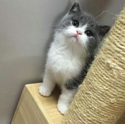怀中抱猫图片情侣头像