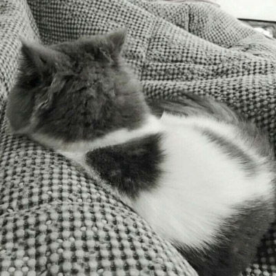  微信头像可爱猫猫咪可爱高清头像图片