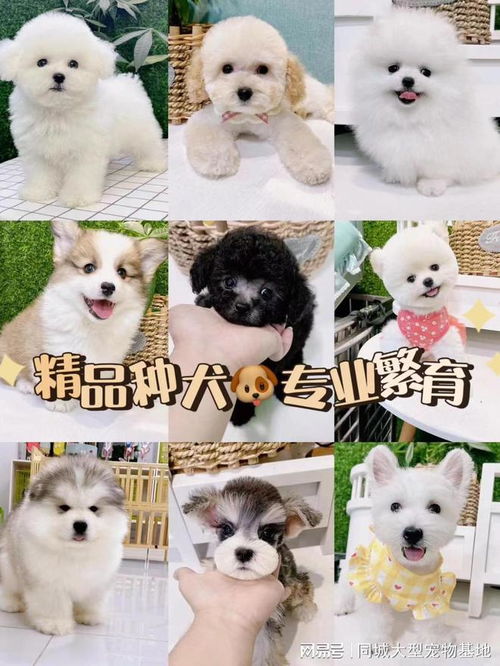  合肥哪里有正规犬舍猫舍合肥这里买宠物安全靠谱